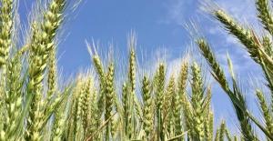 Buğdayda Sıfır Vergi, Ne Anlama Geliyor?