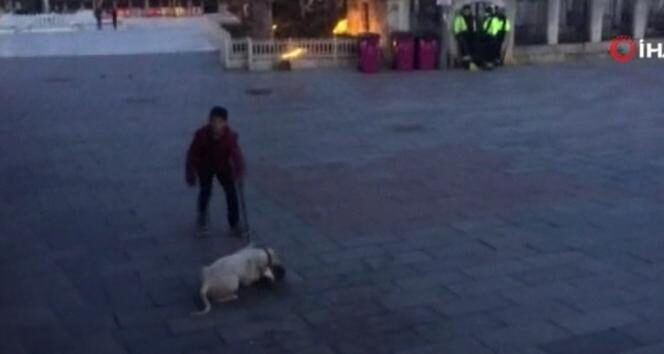 Eyüpsultan Meydanı’nda pitbull dehşeti
