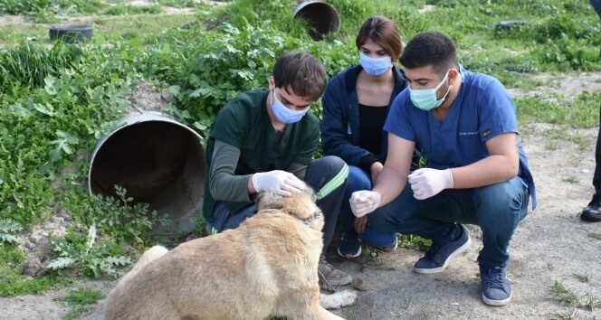 Tarsus’ta silahla vurulan köpek tedavi edildi