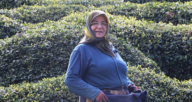 Rize’de yaklaşan yaş çay sezonu öncesi çay bahçelerinde hazırlıklar başladı