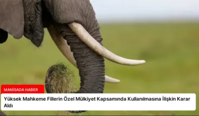 Yüksek Mahkeme Fillerin Özel Mülkiyet Kapsamında Kullanılmasına İlişkin Karar Aldı