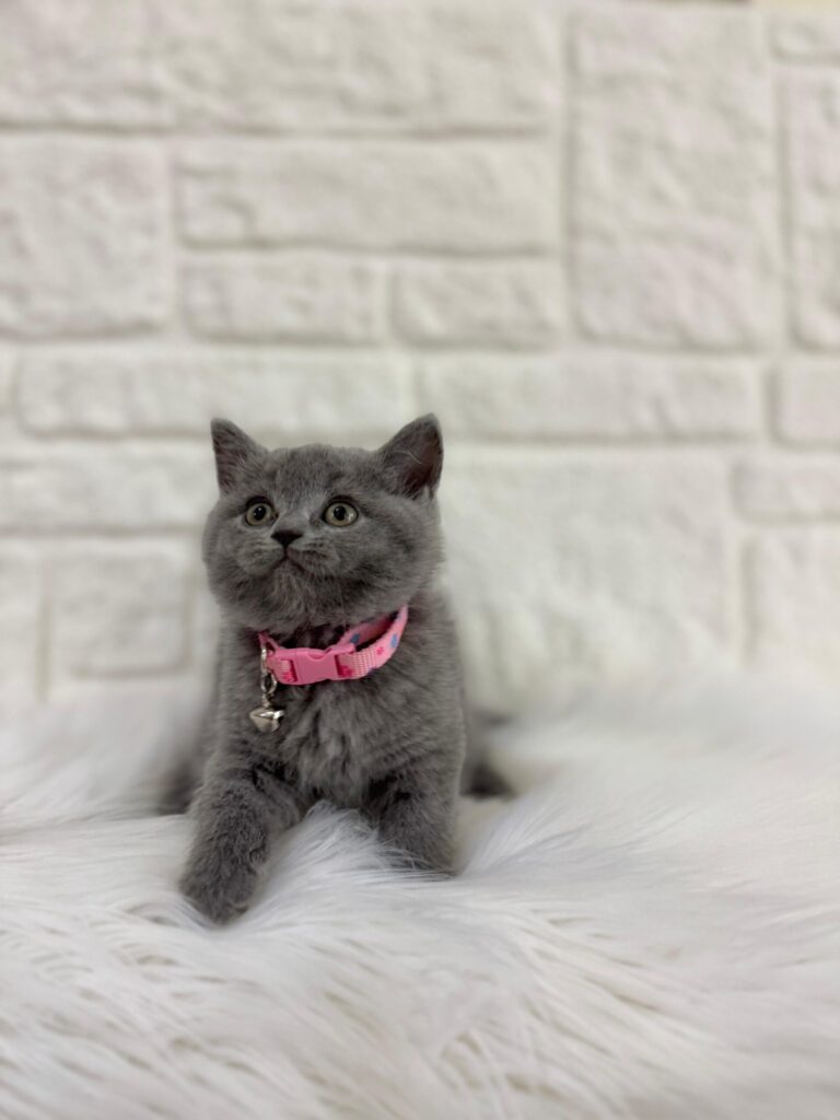 Sessiz ve Dost Canlısı Ev Kedisi British Shorthair