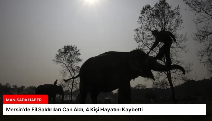 Mersin’de Fil Saldırıları Can Aldı, 4 Kişi Hayatını Kaybetti