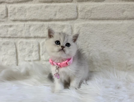 British Shorthair Dünyasına Adım Atın