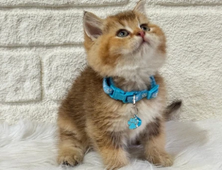 Petyasam.com İle Kedi Sahiplenme Sürecinde Güvenli İşlemler