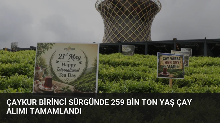 ÇAYKUR Birinci Sürgünde 259 Bin Ton Yaş Çay Alımı Tamamlandı