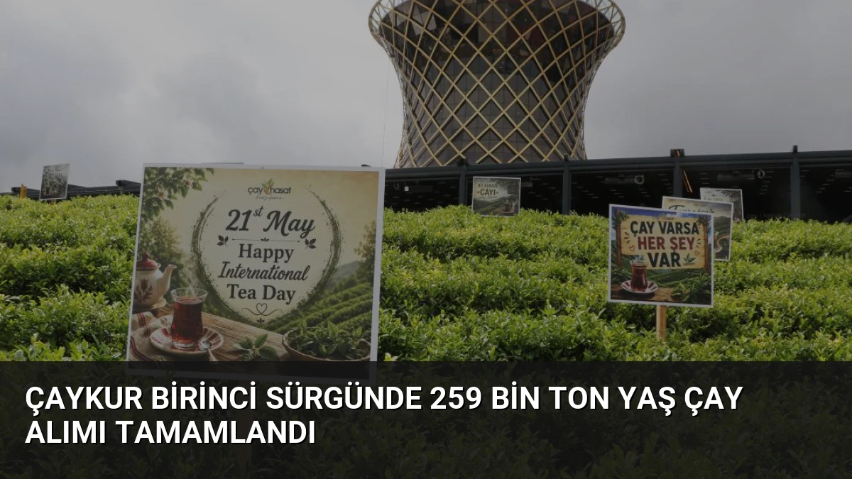ÇAYKUR Birinci Sürgünde 259 Bin Ton Yaş Çay Alımı Tamamlandı