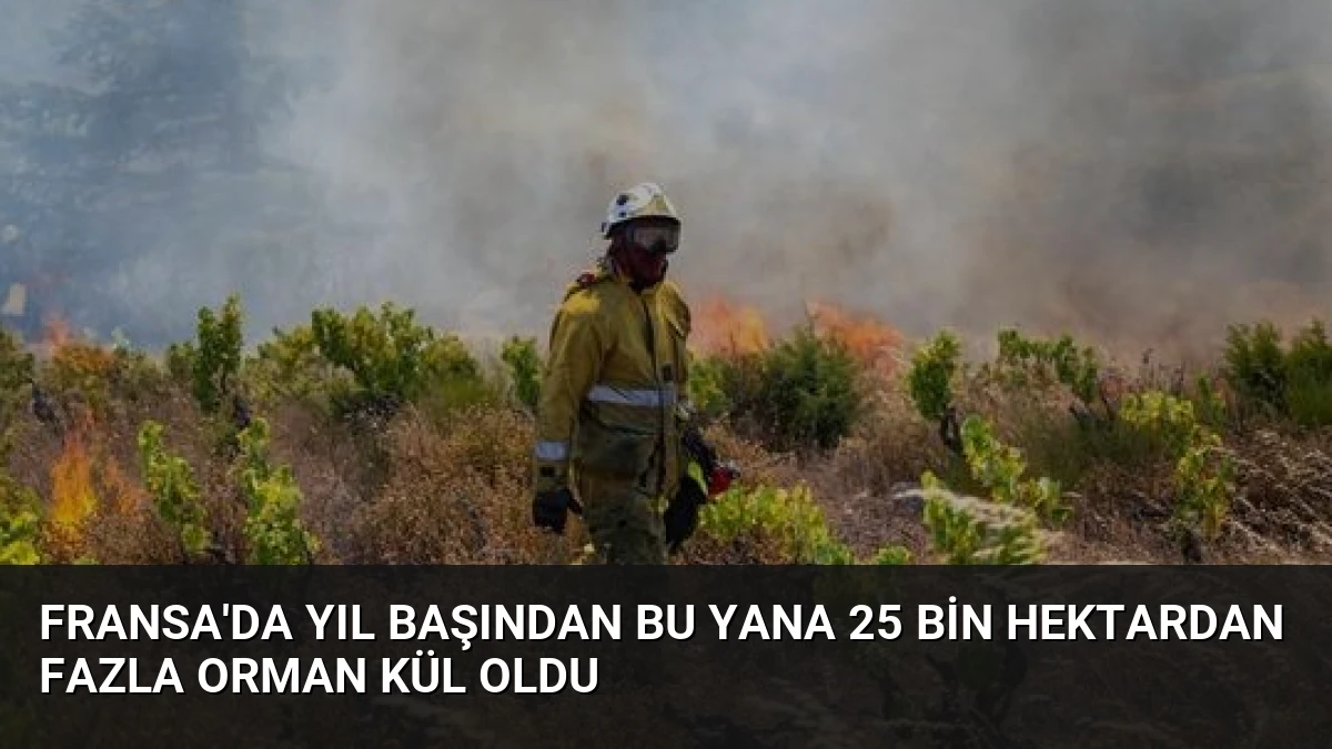 Fransa’da Yıl Başından Bu Yana 25 Bin Hektardan Fazla Orman Kül Oldu