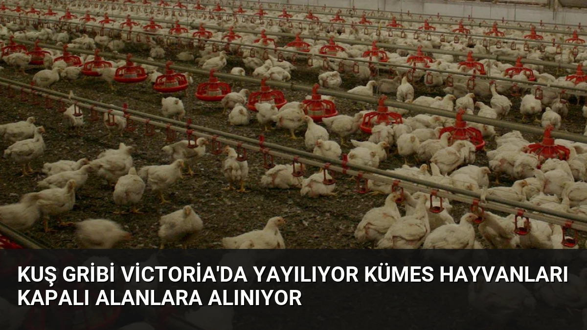 Kuş Gribi Victoria’da Yayılıyor Kümes Hayvanları Kapalı Alanlara Alınıyor