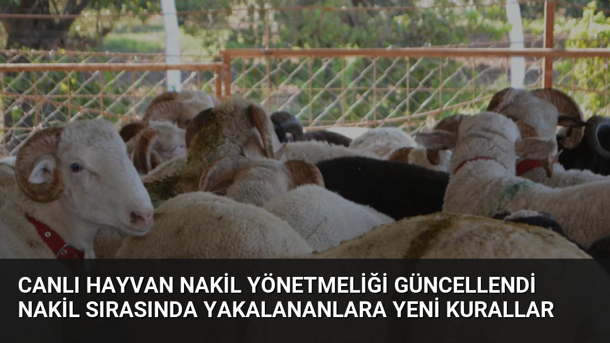 Canlı Hayvan Nakil Yönetmeliği Güncellendi Nakil Sırasında Yakalananlara Yeni Kurallar