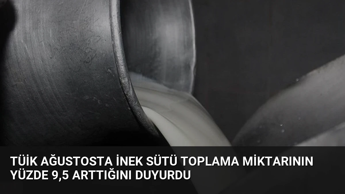 TÜİK Ağustosta İnek Sütü Toplama Miktarının Yüzde 9,5 Arttığını Duyurdu